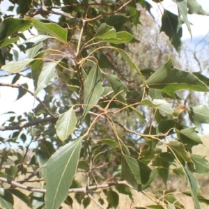 Brachychiton populneus subsp. populneus at Boorowa, NSW - 26 Nov 2022