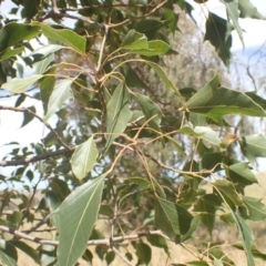 Brachychiton populneus subsp. populneus (Kurrajong) at Boorowa, NSW - 26 Nov 2022 by drakes