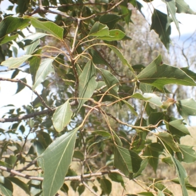 Brachychiton populneus subsp. populneus (Kurrajong) at Boorowa, NSW - 26 Nov 2022 by drakes