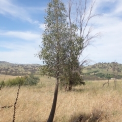 Brachychiton populneus subsp. populneus at Boorowa, NSW - 26 Nov 2022