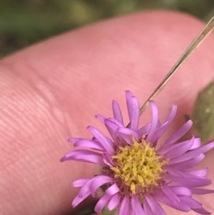 Vittadinia cuneata var. cuneata at Pearce, ACT - 5 Nov 2022