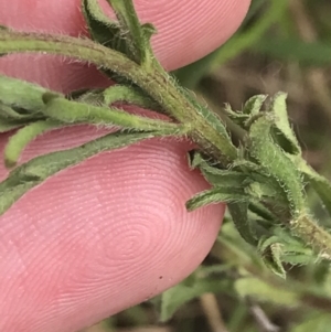 Vittadinia cuneata var. cuneata at Pearce, ACT - 5 Nov 2022