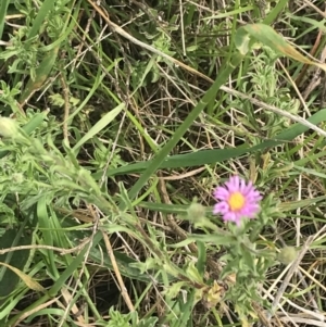 Vittadinia cuneata var. cuneata at Pearce, ACT - 5 Nov 2022