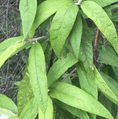 Olearia lirata at Fisher, ACT - 5 Nov 2022 03:06 PM