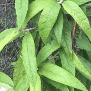 Olearia lirata at Fisher, ACT - 5 Nov 2022 03:06 PM