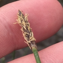 Eleocharis acuta (Common Spike-rush) at Mount Taylor - 5 Nov 2022 by Tapirlord