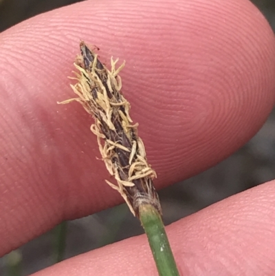 Eleocharis acuta (Common Spike-rush) at Fisher, ACT - 5 Nov 2022 by Tapirlord