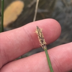 Eleocharis acuta at Fisher, ACT - 5 Nov 2022