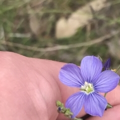 Linum marginale (Native Flax) at Mount Taylor - 5 Nov 2022 by Tapirlord