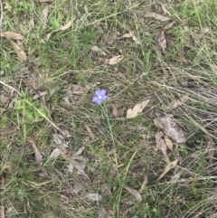 Linum marginale at Kambah, ACT - 5 Nov 2022