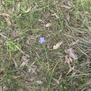 Linum marginale at Kambah, ACT - 5 Nov 2022