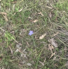 Linum marginale at Kambah, ACT - 5 Nov 2022