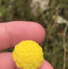 Craspedia variabilis (Common Billy Buttons) at Kambah, ACT - 5 Nov 2022 by Tapirlord