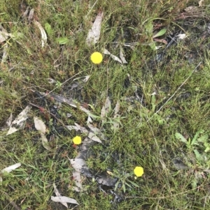 Craspedia variabilis at Kambah, ACT - 5 Nov 2022