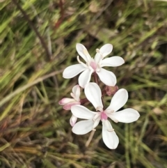 Burchardia umbellata (Milkmaids) at Kambah, ACT - 5 Nov 2022 by Tapirlord