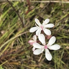 Burchardia umbellata at Kambah, ACT - 5 Nov 2022 01:12 PM