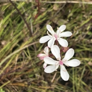 Burchardia umbellata at Kambah, ACT - 5 Nov 2022