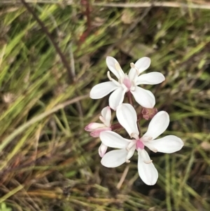 Burchardia umbellata at Kambah, ACT - 5 Nov 2022 01:12 PM