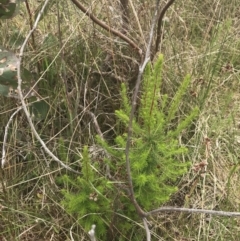 Erica lusitanica (Spanish Heath ) at Mount Taylor - 5 Nov 2022 by Tapirlord