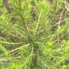 Erica lusitanica at Kambah, ACT - 5 Nov 2022