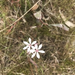 Burchardia umbellata (Milkmaids) at Kambah, ACT - 5 Nov 2022 by Tapirlord