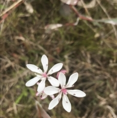 Burchardia umbellata at Kambah, ACT - 5 Nov 2022