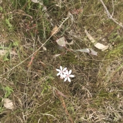 Burchardia umbellata at Kambah, ACT - 5 Nov 2022