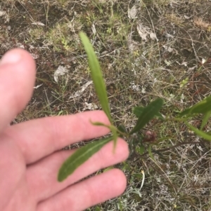 Dodonaea viscosa subsp. spatulata at Kambah, ACT - 5 Nov 2022