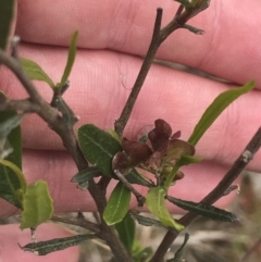 Dodonaea viscosa subsp. spatulata at Kambah, ACT - 5 Nov 2022