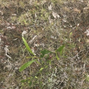Dodonaea viscosa subsp. spatulata at Kambah, ACT - 5 Nov 2022