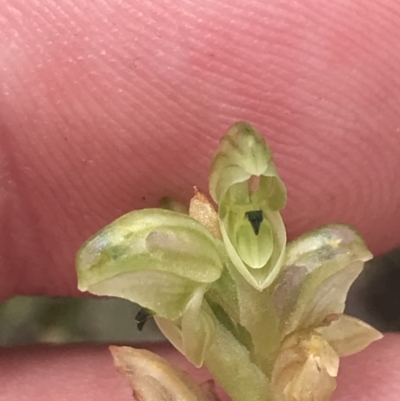 Hymenochilus cycnocephalus (Swan greenhood) at Kambah, ACT - 5 Nov 2022 by Tapirlord