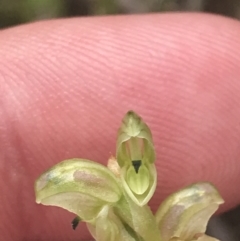 Hymenochilus cycnocephalus at Kambah, ACT - 5 Nov 2022