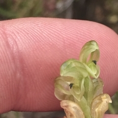 Hymenochilus cycnocephalus at Kambah, ACT - 5 Nov 2022