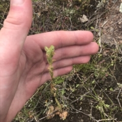 Hymenochilus cycnocephalus at Kambah, ACT - 5 Nov 2022