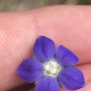 Wahlenbergia multicaulis at Kambah, ACT - 5 Nov 2022