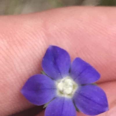 Wahlenbergia multicaulis (Tadgell's Bluebell) at Mount Taylor - 5 Nov 2022 by Tapirlord