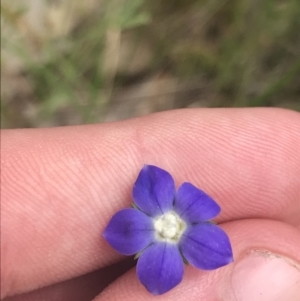 Wahlenbergia multicaulis at Kambah, ACT - 5 Nov 2022