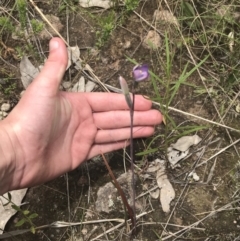 Thelymitra pauciflora at Kambah, ACT - 5 Nov 2022