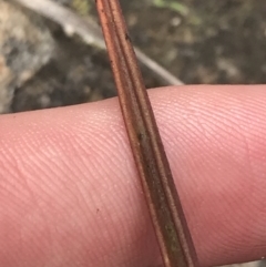 Thelymitra pauciflora at Kambah, ACT - 5 Nov 2022