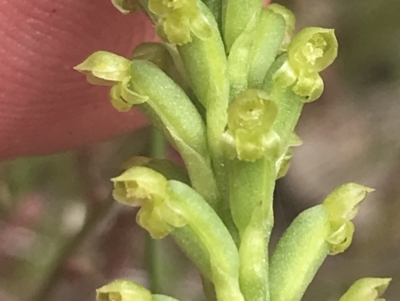 Microtis unifolia (Common Onion Orchid) at Kambah, ACT - 5 Nov 2022 by Tapirlord