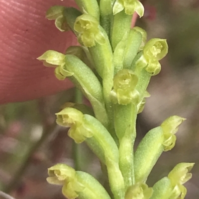 Microtis unifolia (Common Onion Orchid) at Kambah, ACT - 5 Nov 2022 by Tapirlord