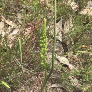 Microtis unifolia at Kambah, ACT - suppressed