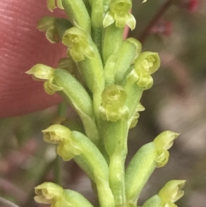 Microtis unifolia at Kambah, ACT - suppressed