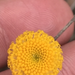 Leptorhynchos squamatus subsp. squamatus at Kambah, ACT - 5 Nov 2022