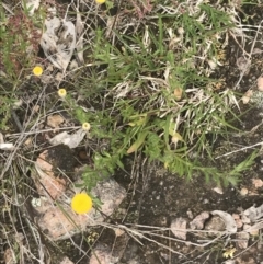 Leptorhynchos squamatus subsp. squamatus at Kambah, ACT - 5 Nov 2022 12:43 PM