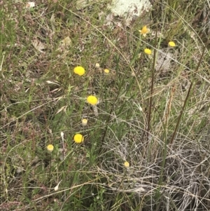 Leptorhynchos squamatus subsp. squamatus at Kambah, ACT - 5 Nov 2022 12:43 PM