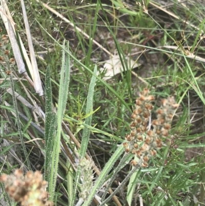 Plantago gaudichaudii (Narrow Plantain) at Kambah, ACT - 5 Nov 2022 by Tapirlord