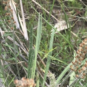 Plantago gaudichaudii at Kambah, ACT - 5 Nov 2022