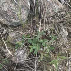 Grona varians (Slender Tick-Trefoil) at Mount Taylor - 5 Nov 2022 by Tapirlord