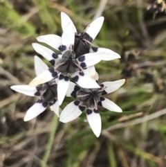 Wurmbea dioica subsp. dioica at Kambah, ACT - 5 Nov 2022